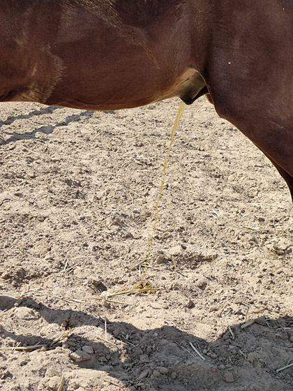 copyright_JitkaHanzlova_VGBildkunst_Hor04