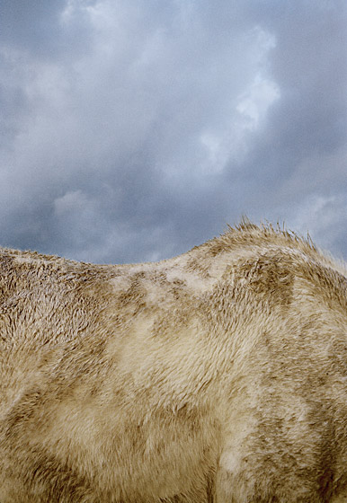 copyright_JitkaHanzlova_VGBildkunst_Hor05