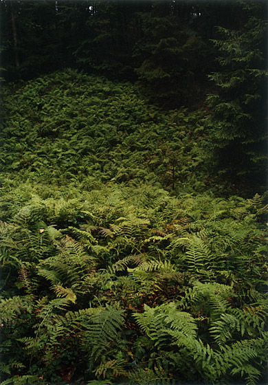 copyright_JitkaHanzlova_VGBildkunst_For07