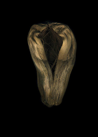 copyright_JitkaHanzlova_VGBildkunst_Flo05